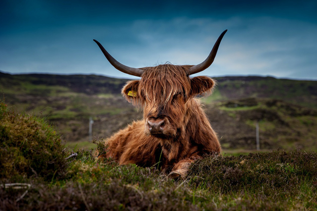 parcel to scottish highlands courier to scottish islands