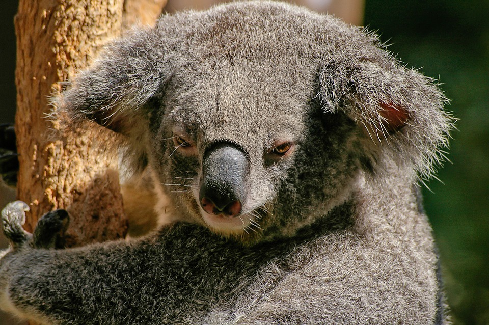 Versand nach Australien