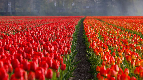 Versand in die Niederlande