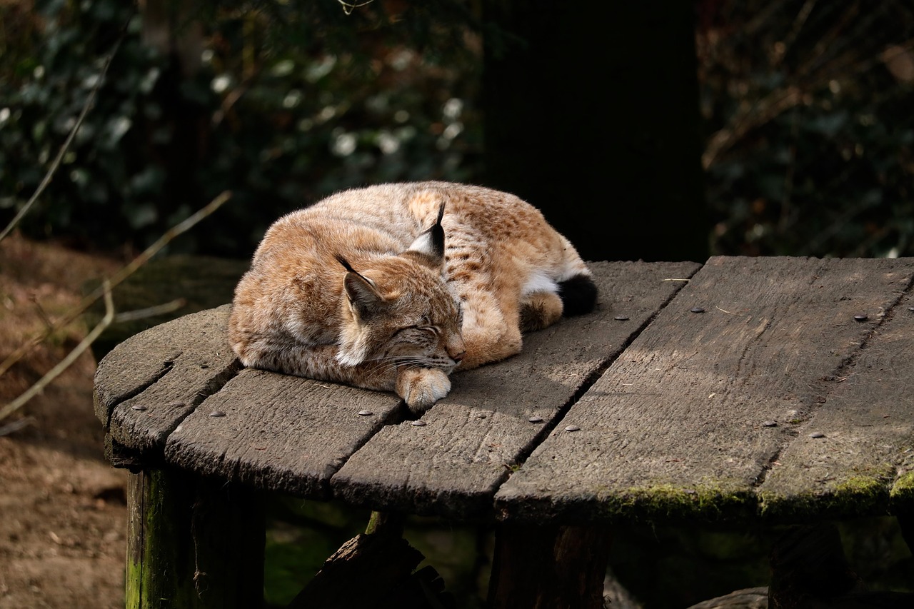 Luchs